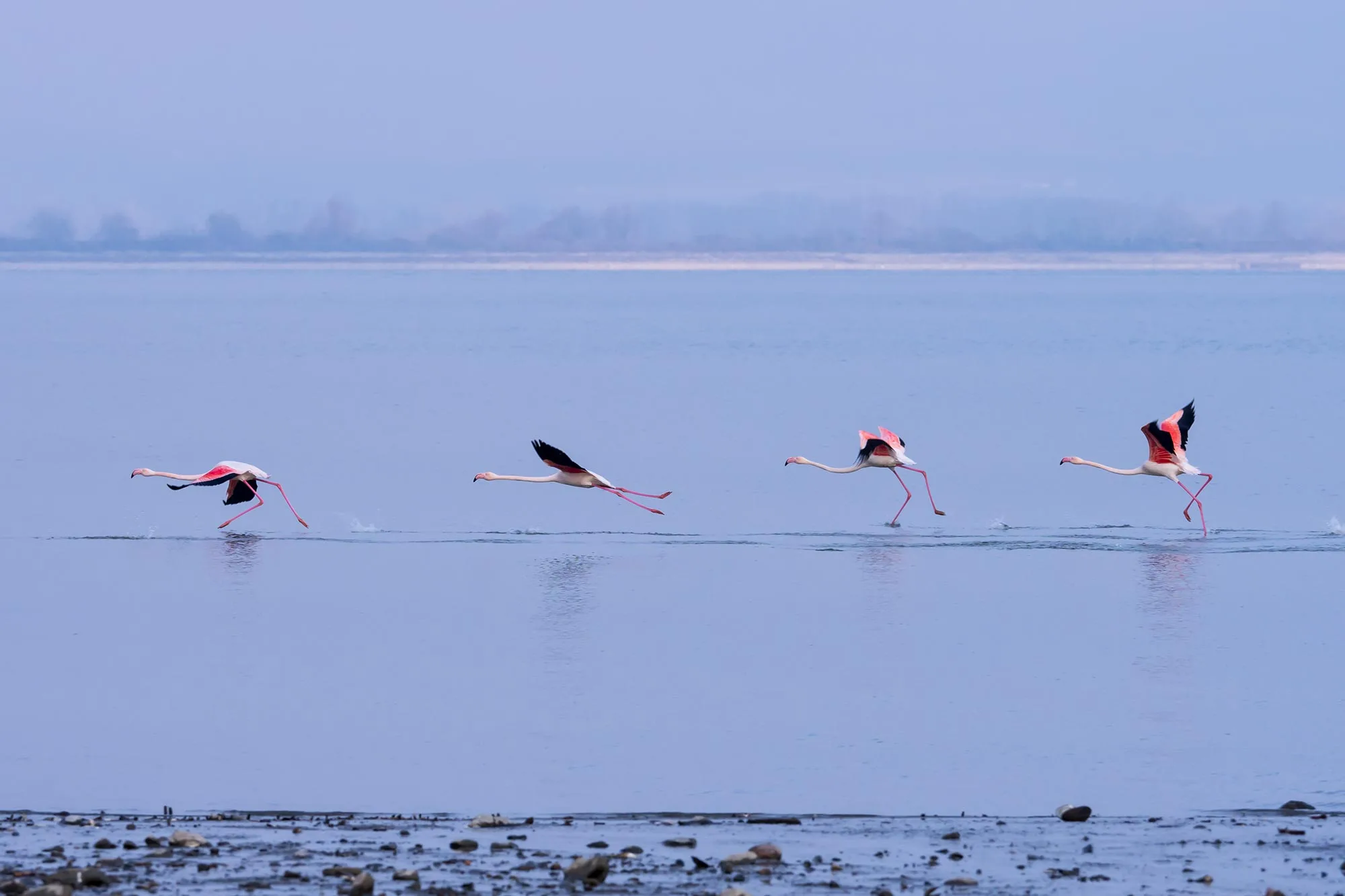 Lake Kerkini