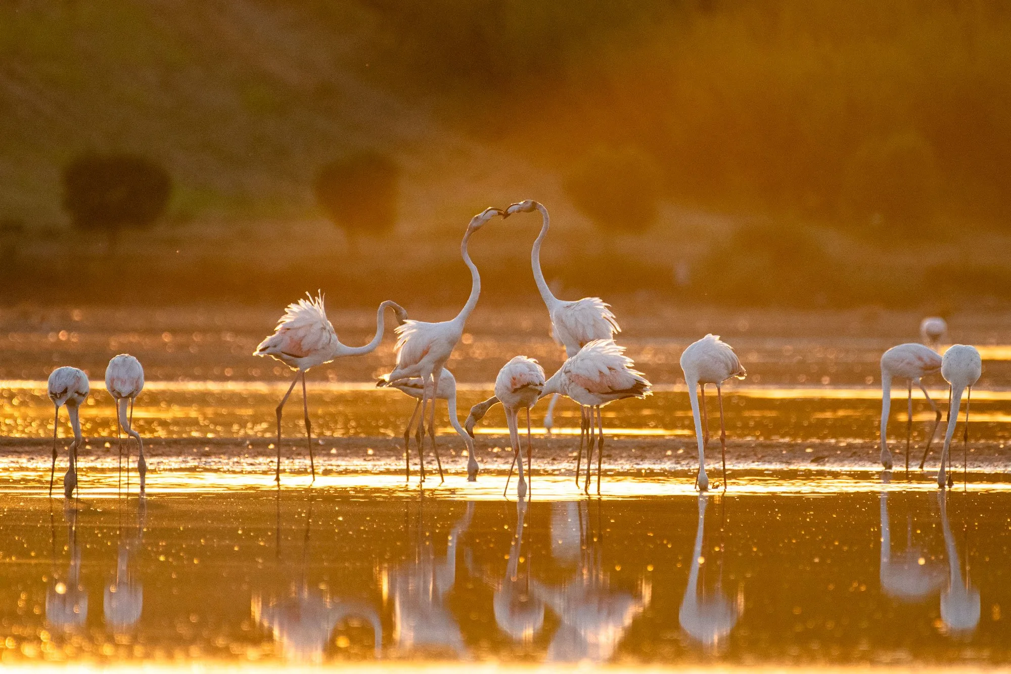 Flamingo Magical Sunset - Image 2