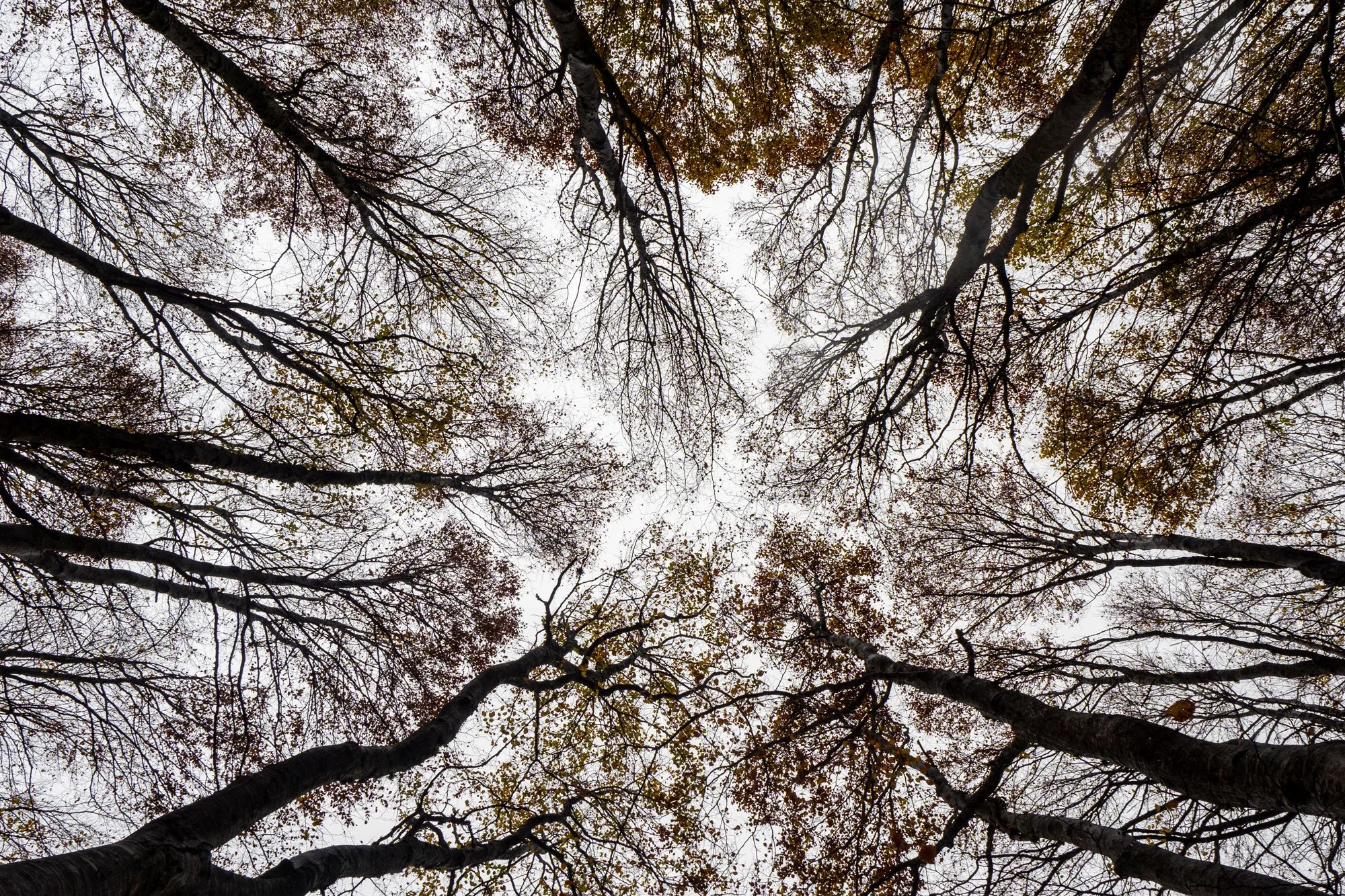 Forest sky - Image 2