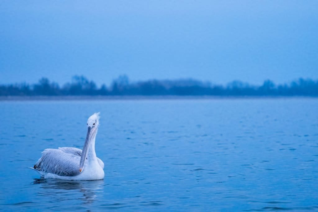 Lake Kerkini