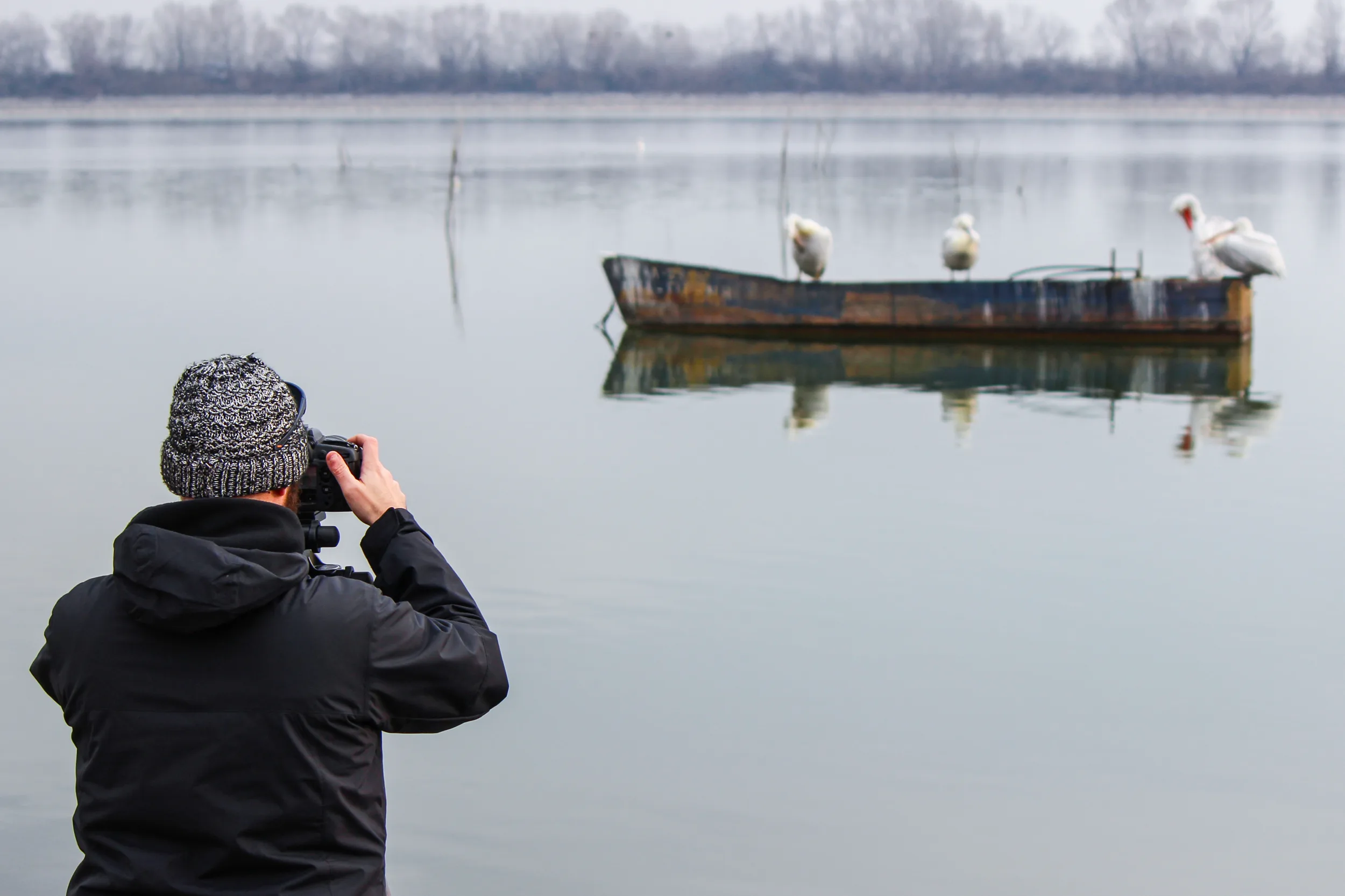 Dalmatian Pelican at Lake Kerkini