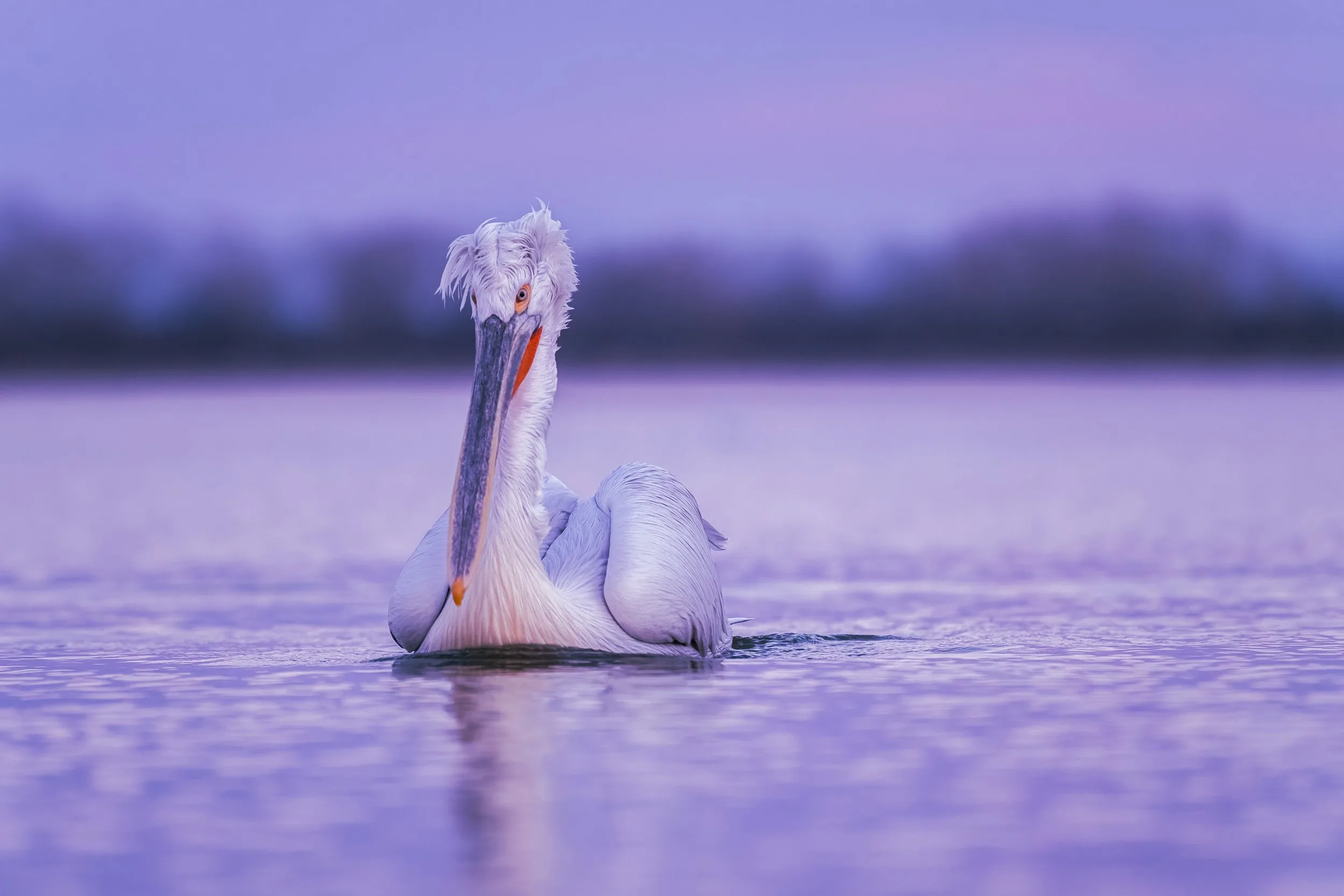 Kerkini Wildlife Lightroom Pack - Image 3