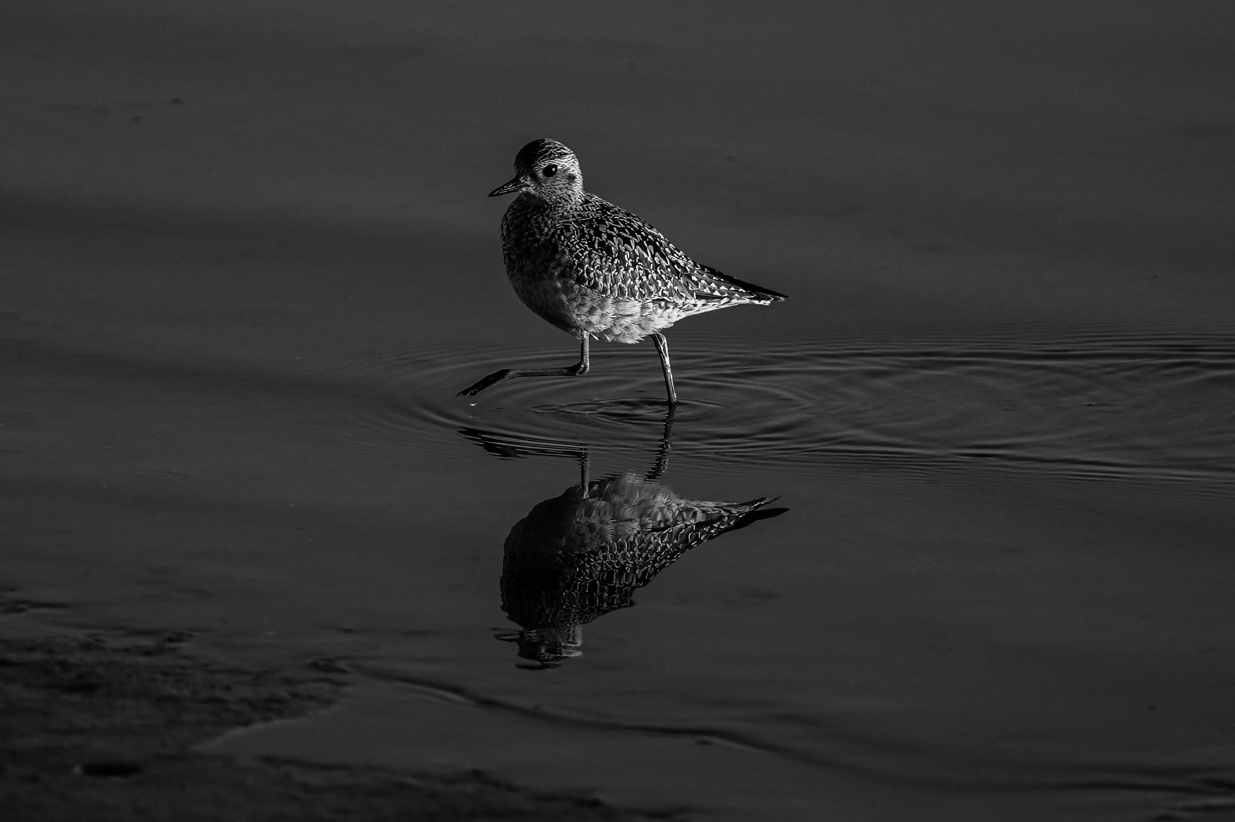 Kerkini Wildlife Lightroom Pack - Image 4