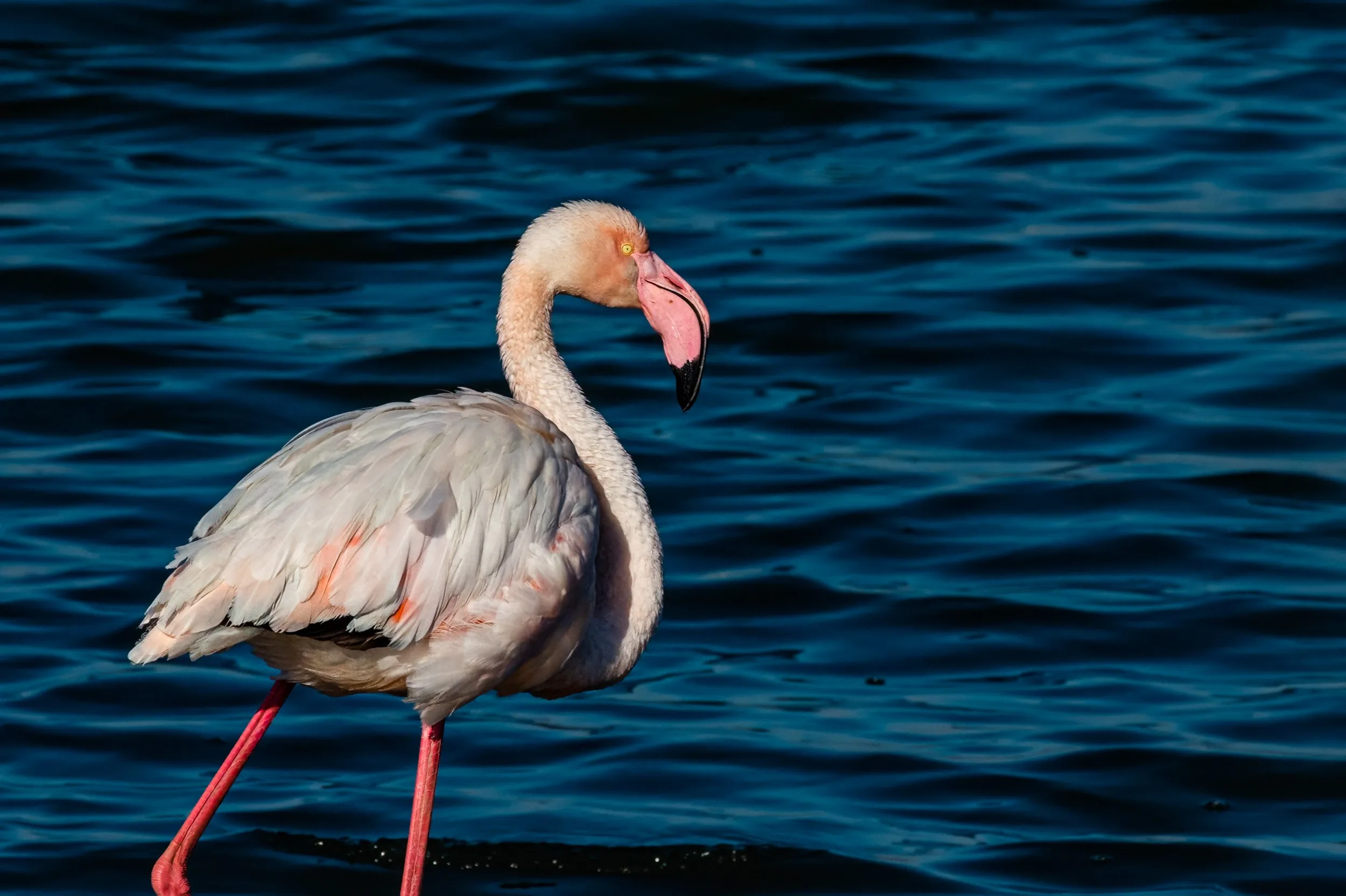 Kerkini Wildlife Lightroom Pack - Image 5