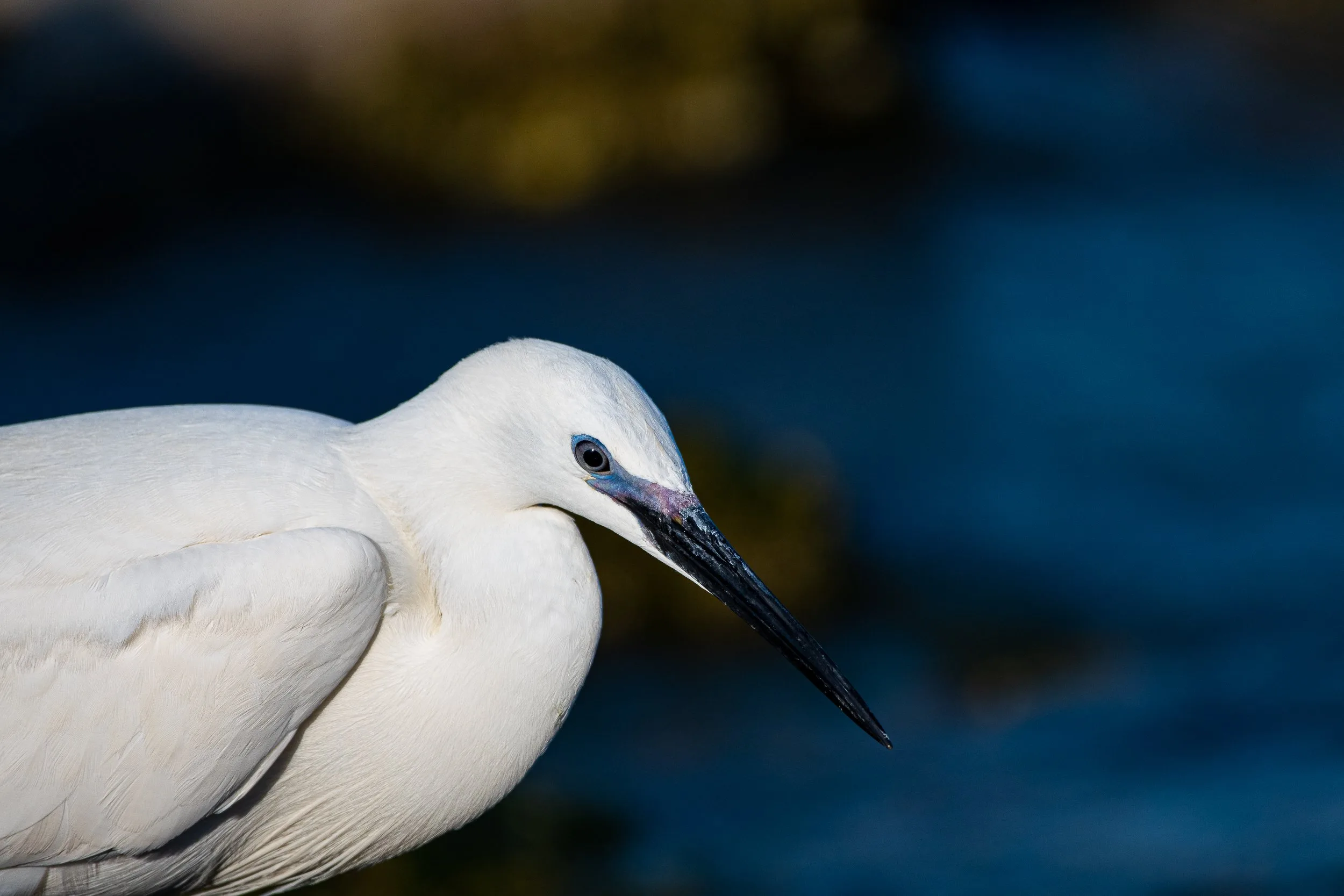 Kerkini Wildlife Lightroom Pack - Image 8