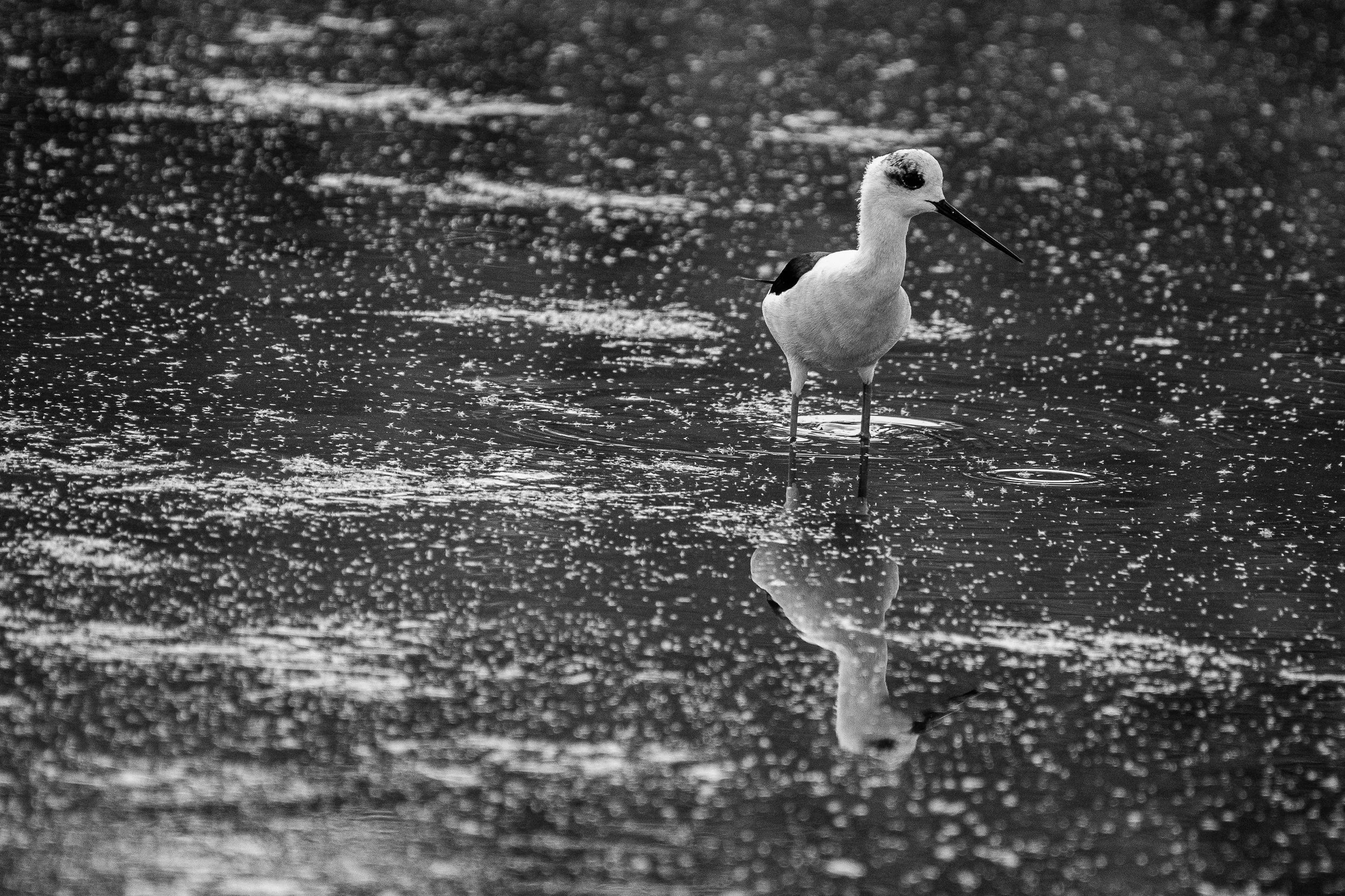 Kerkini Wildlife Lightroom Pack - Image 6
