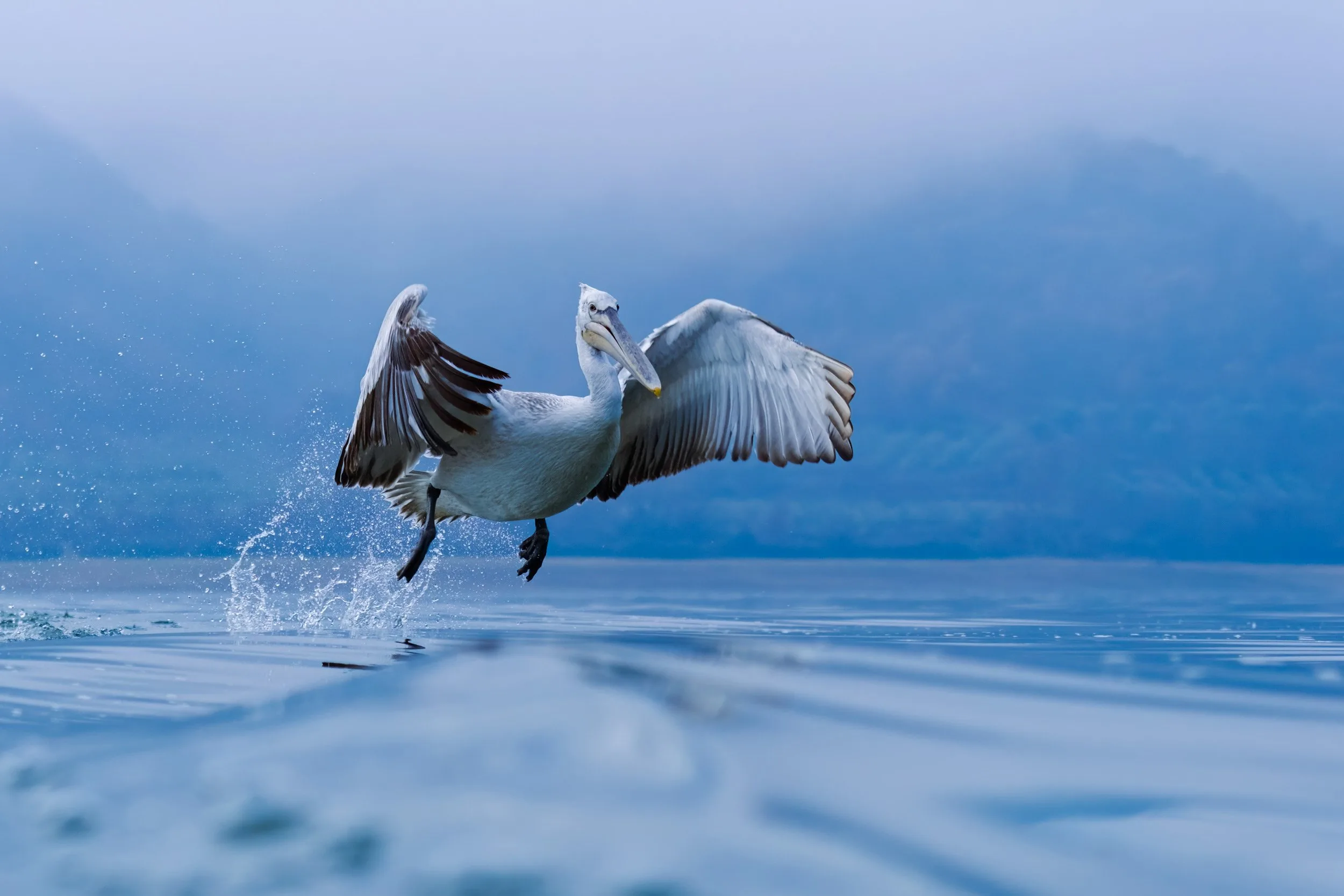 Kerkini Wildlife Lightroom Pack - Image 7