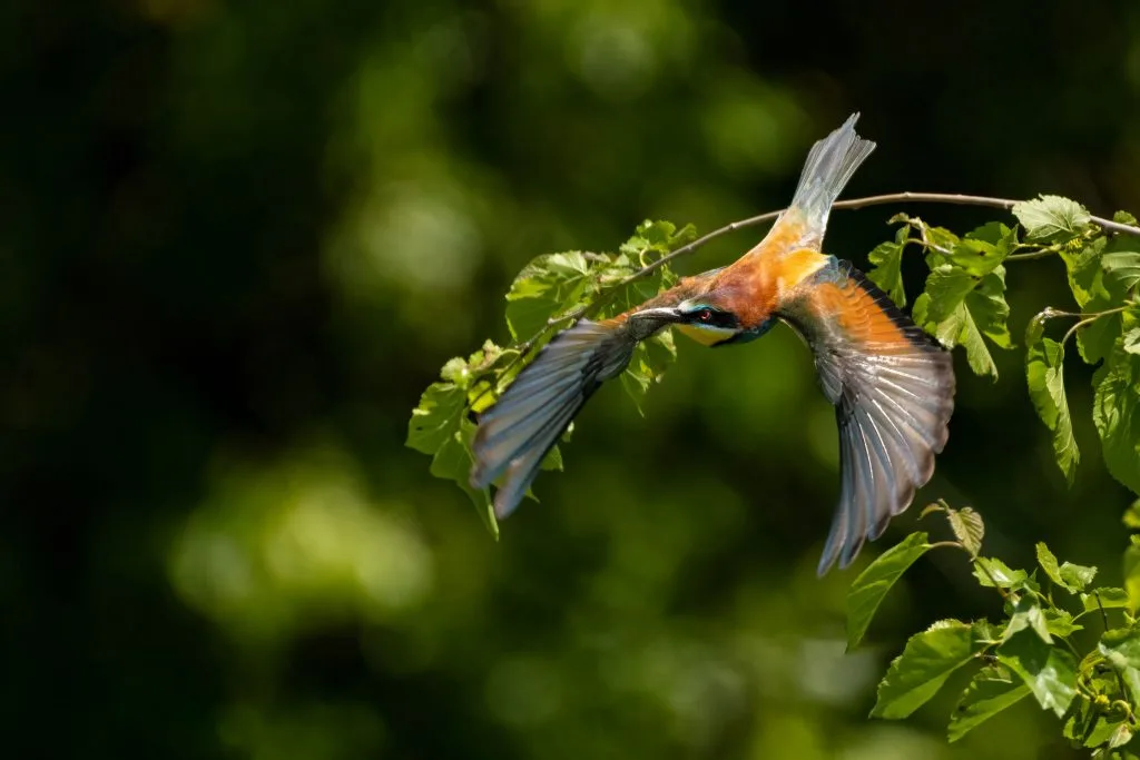 European Bee-eater at Lake Kerkini