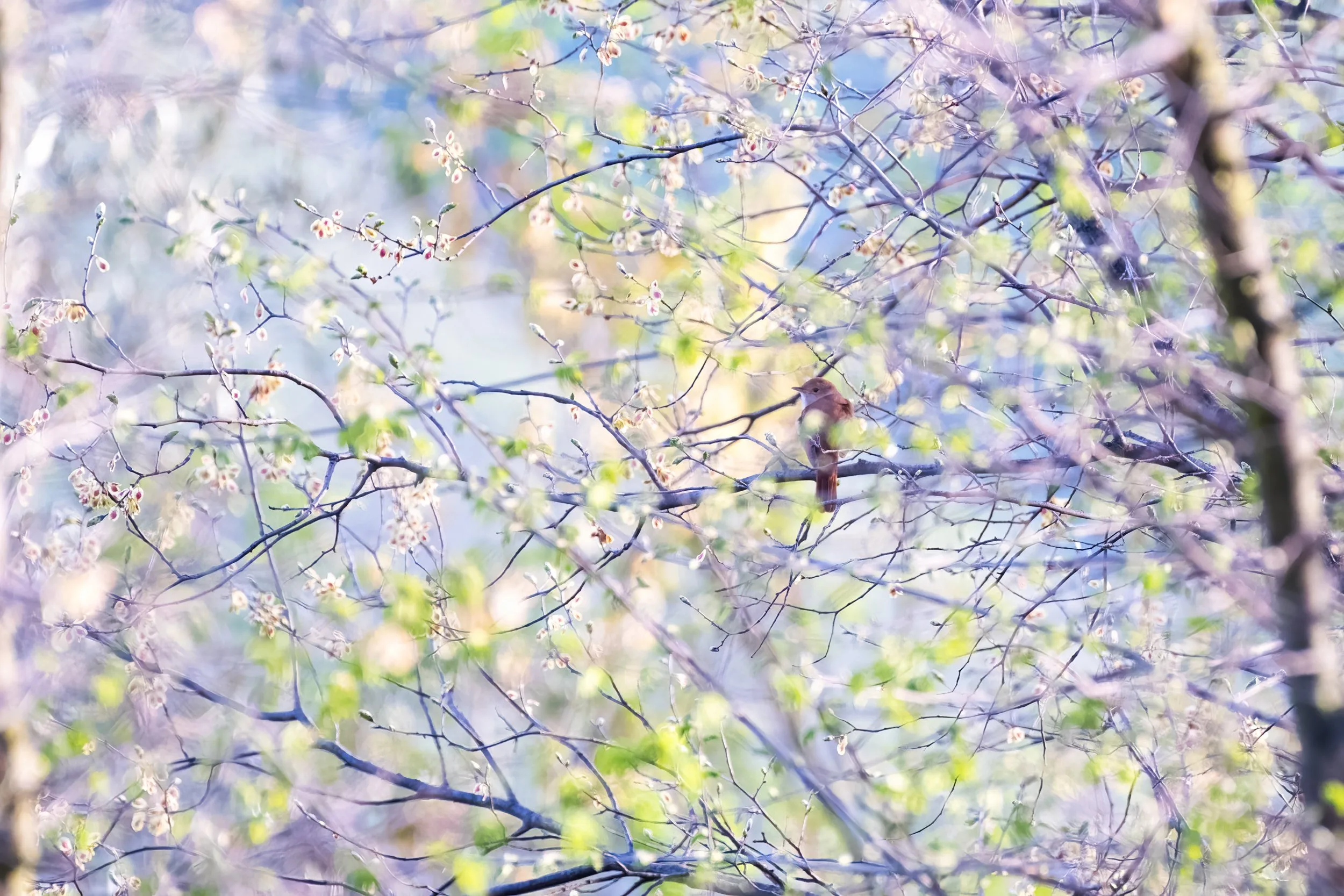 Spring Nightingale - Image 2