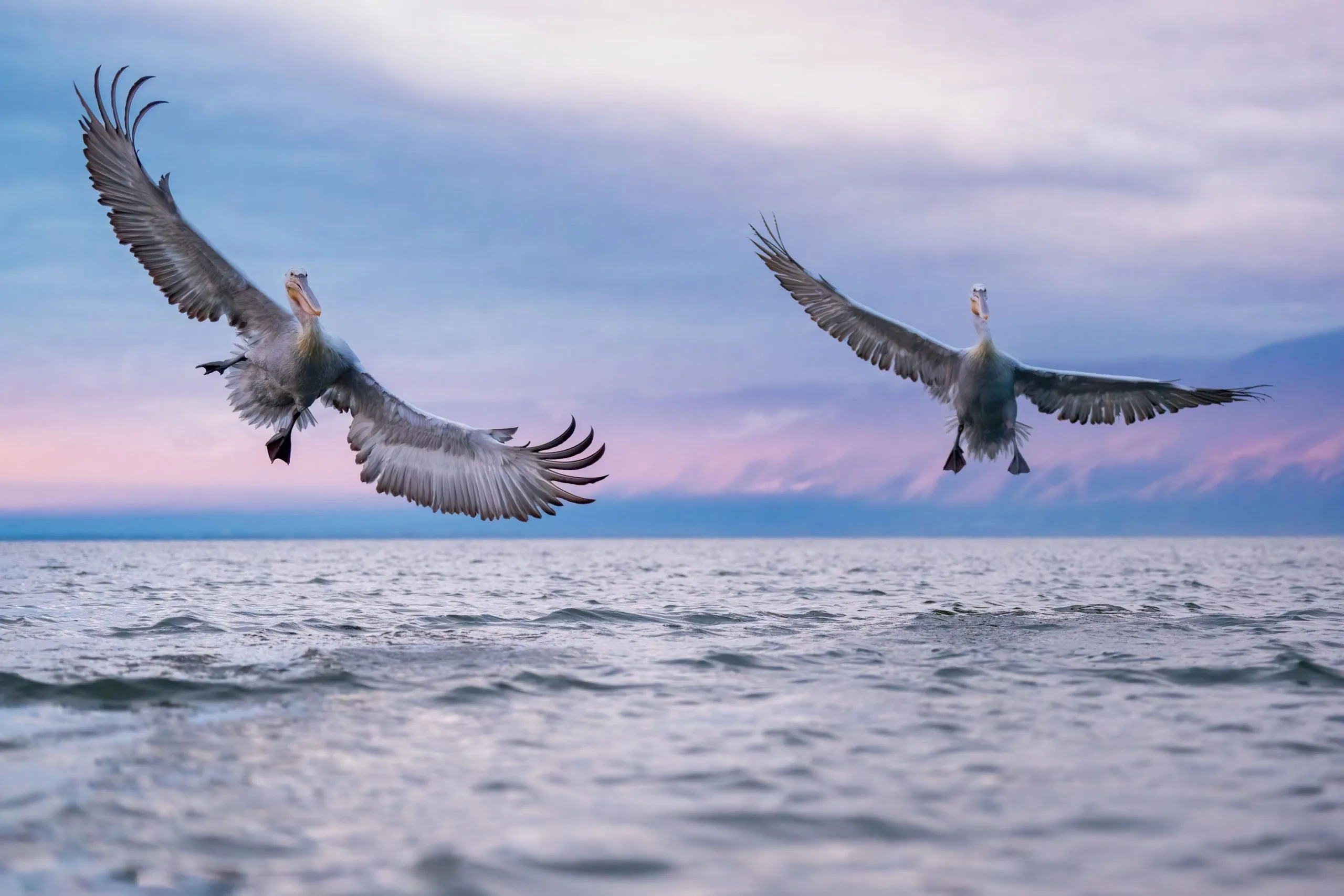 Lake Kerkini pelicans and mountain landscape