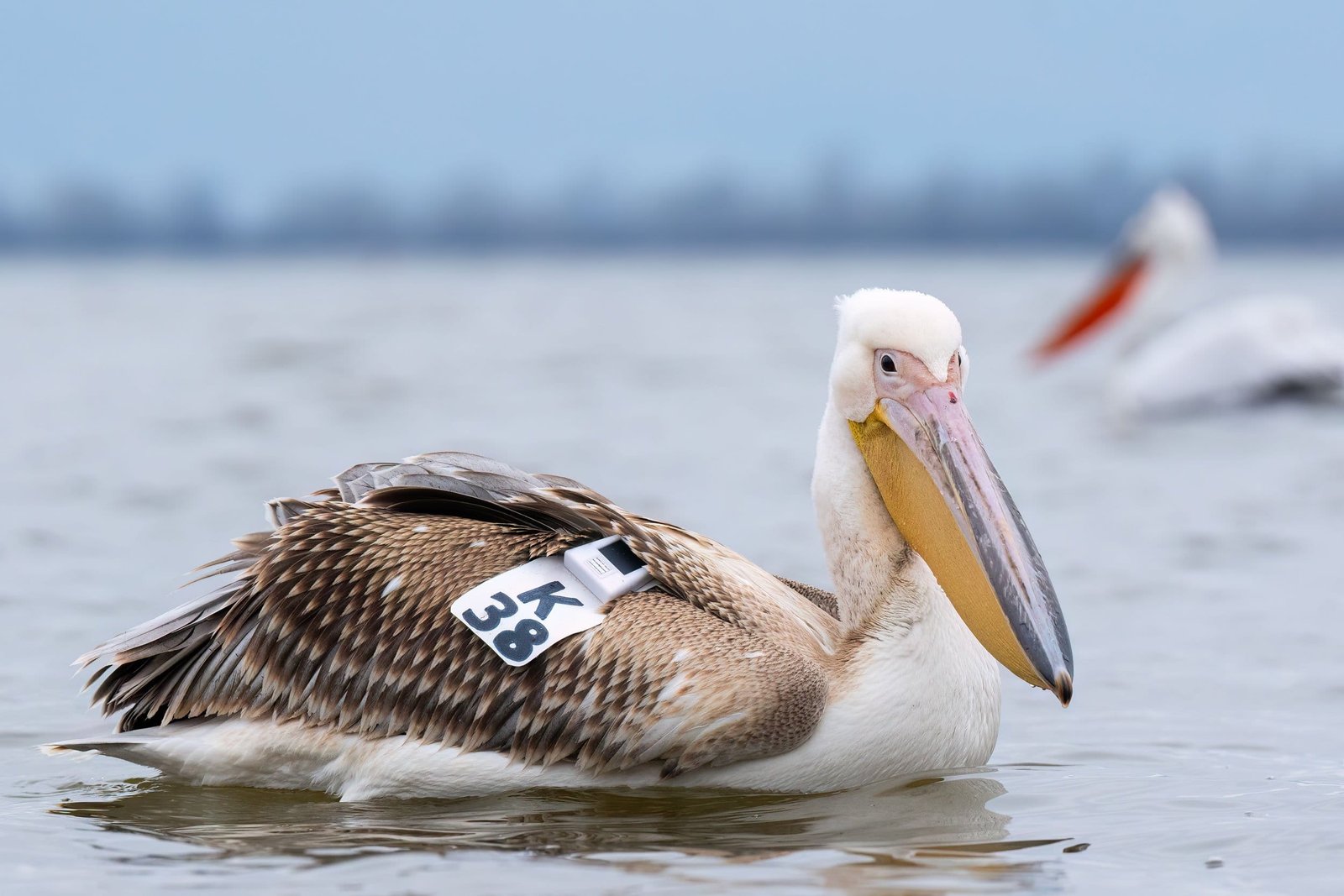 Reintroducing A Great White Pelican Back Into Its Natural Habitat (4K ...