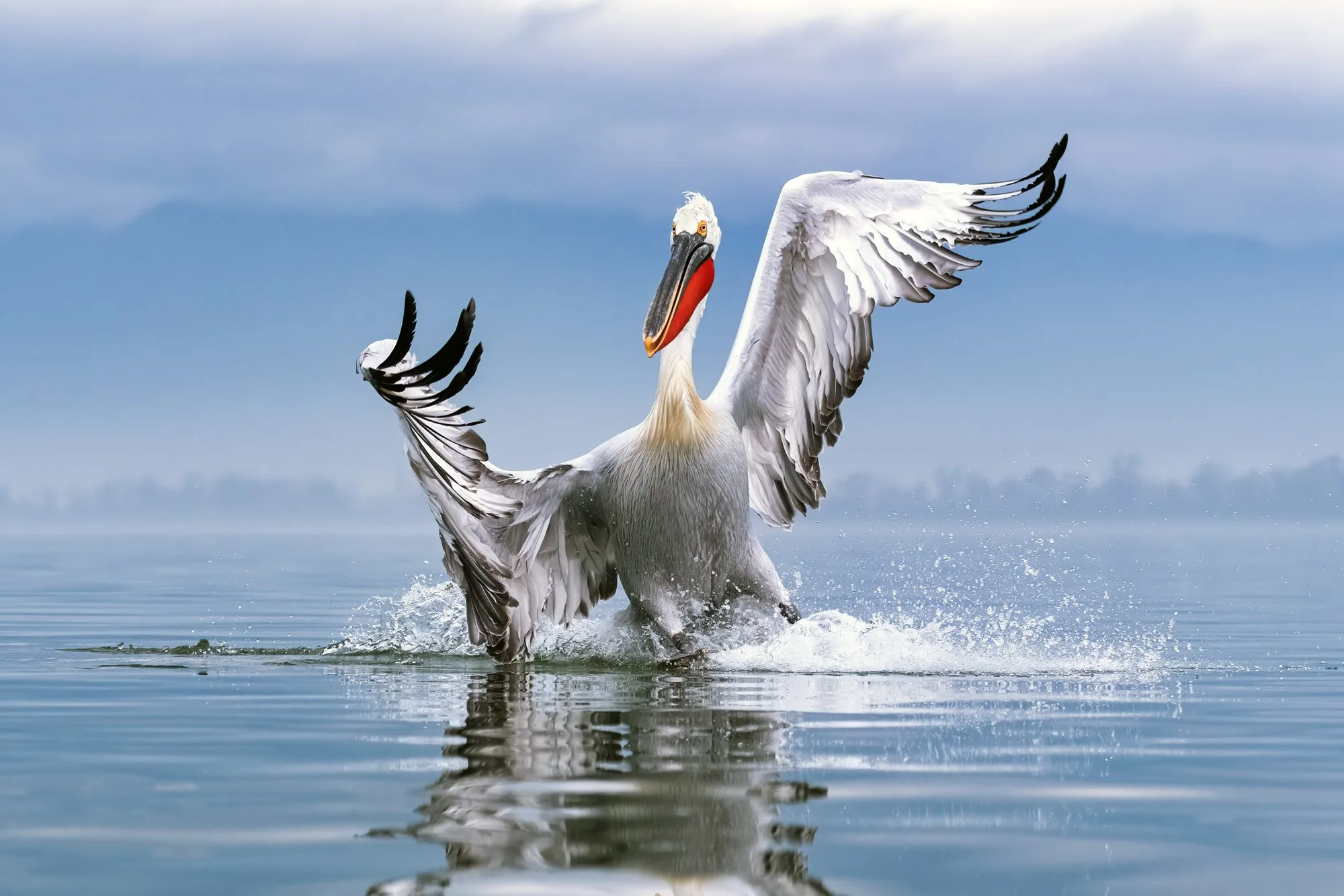 Dalmatian Pelican at Lake Kerkini
