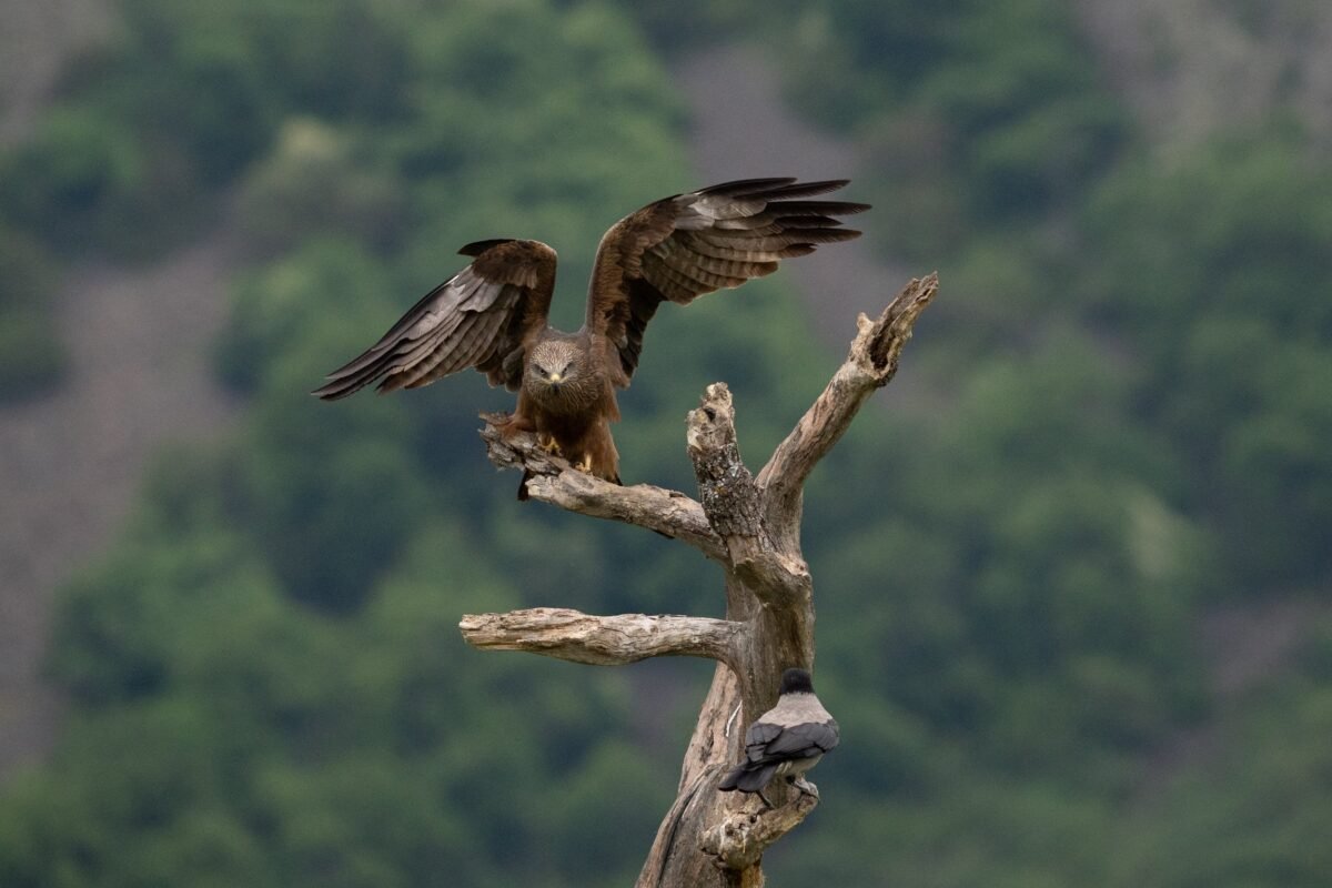 Black Kite at Madzharovo