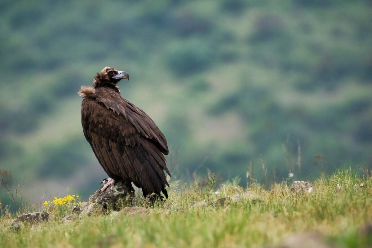 Cinereous Vulture at Madzharovo