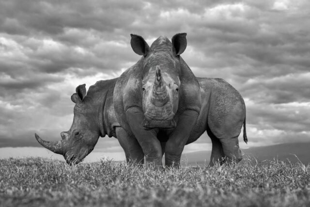 Rhino Duo