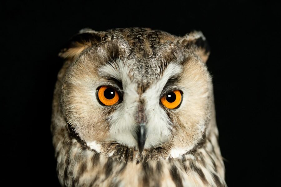 Νανόμπουφος