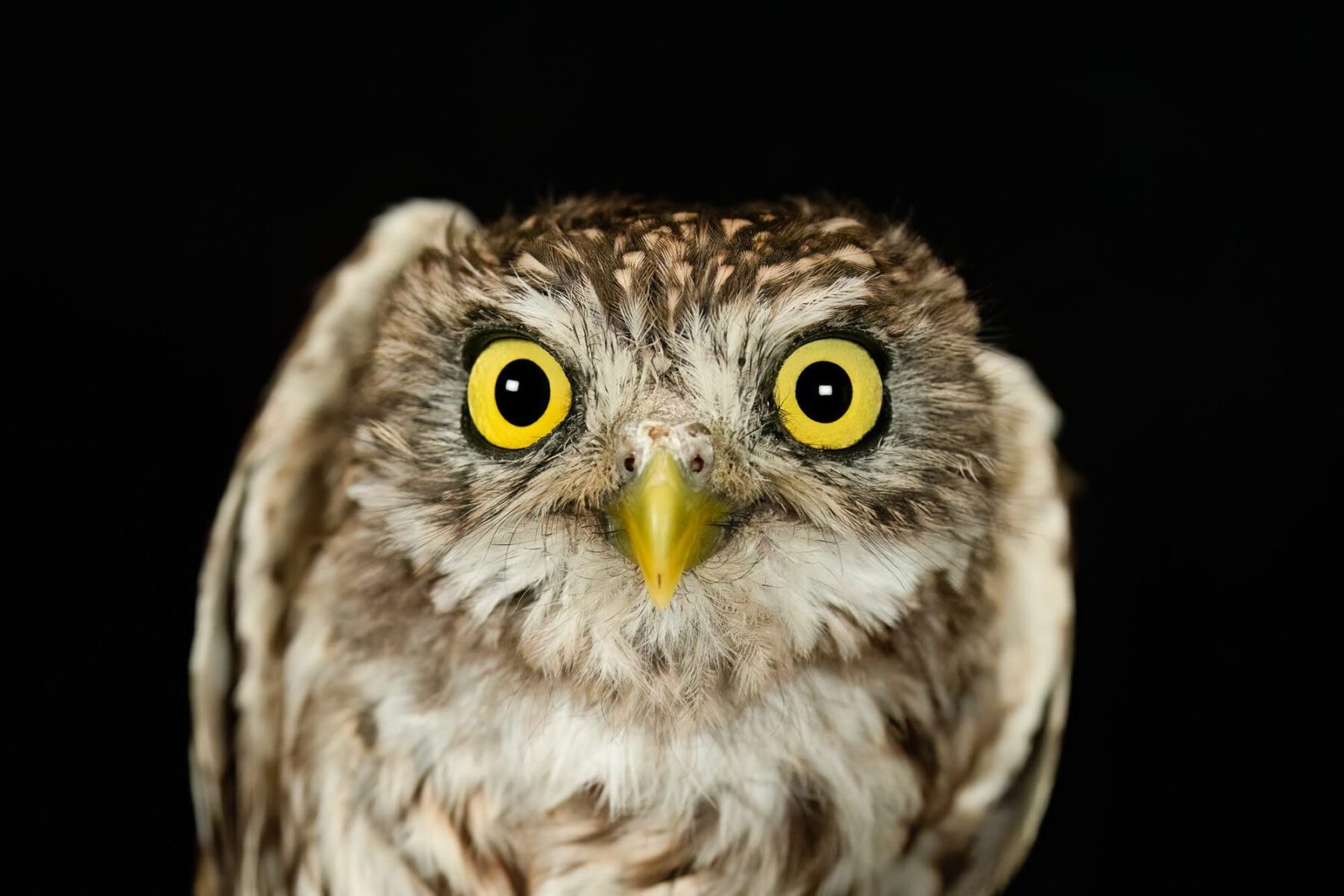 Κουκουβάγια