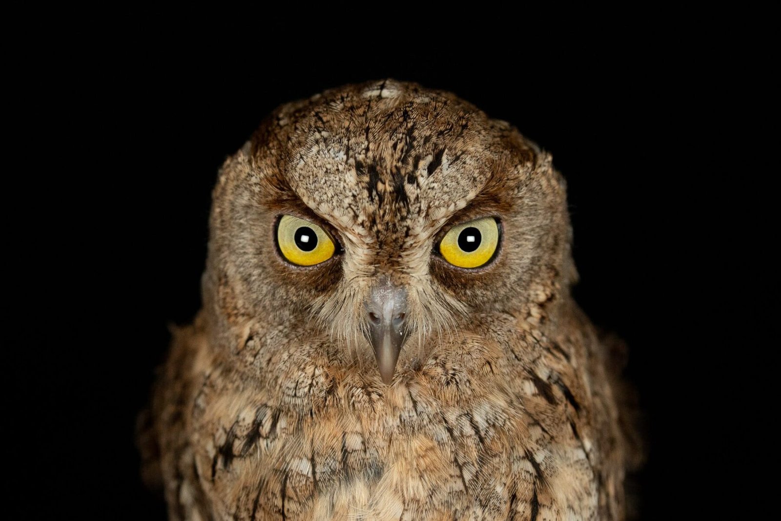 Eurasian scops owl