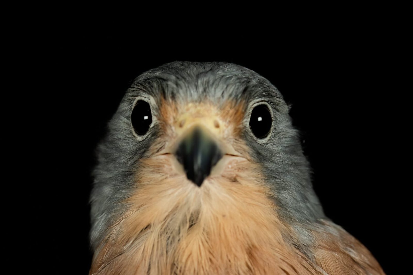 Βραχοκιρκινέζι