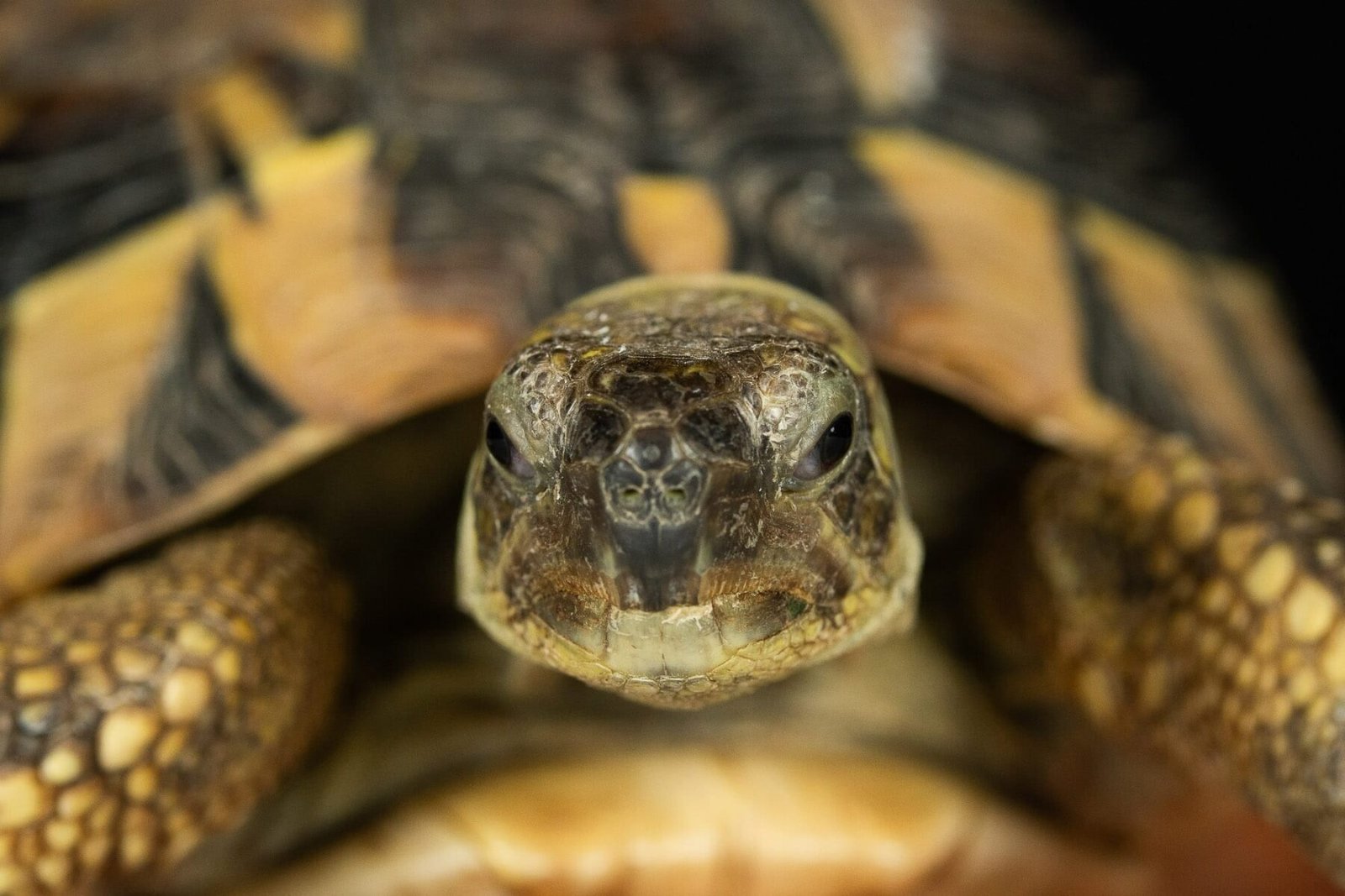 Μεσογειακή Χελώνα