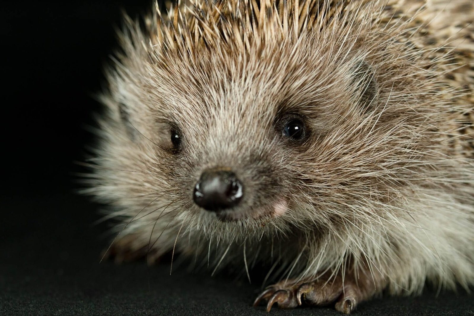 Σκατζόχοιρος