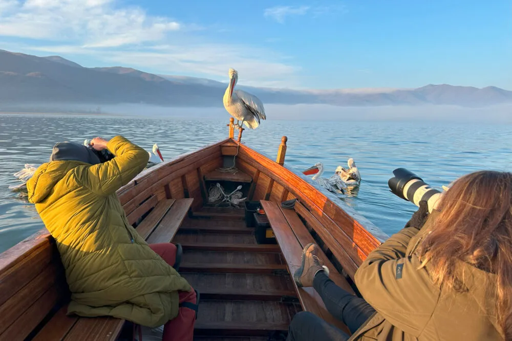 One day in the Pelican Kingdom