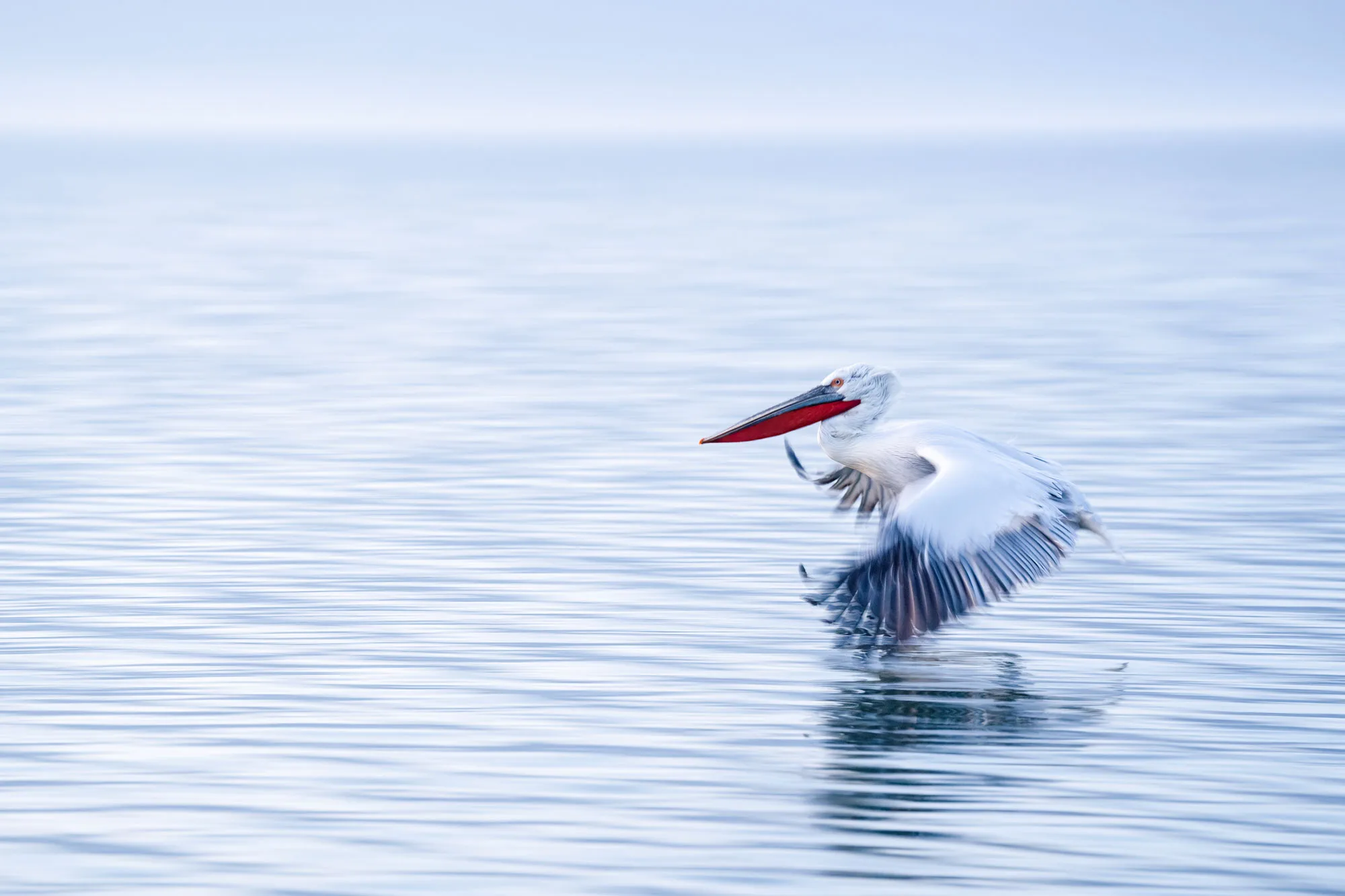 Dalmatian Pelicans in the winter light of Lake Kerkini