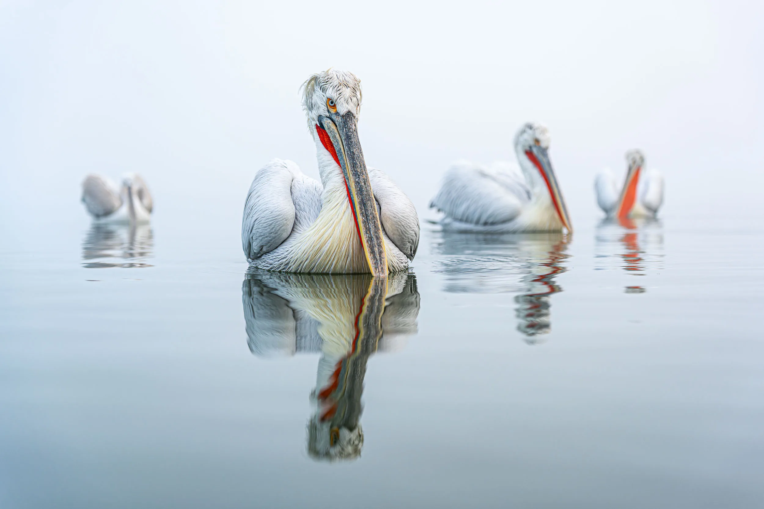 Dalmatian Pelican portrait