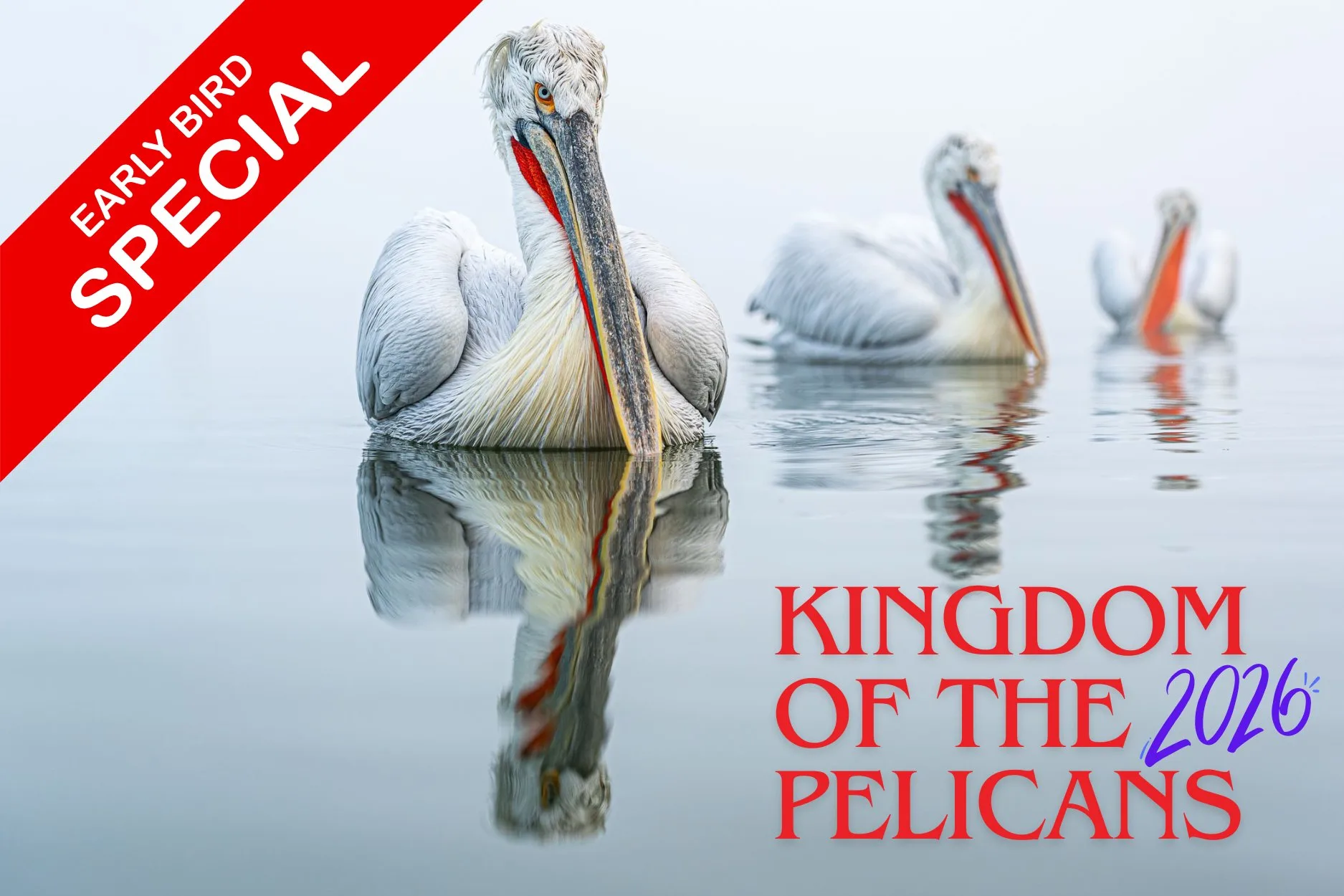 Photography Workshop Lake Kerkini Pelicans