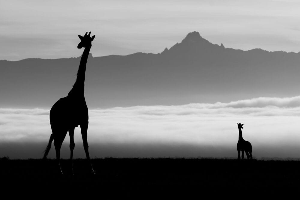 Silent Guardians of the Mist
