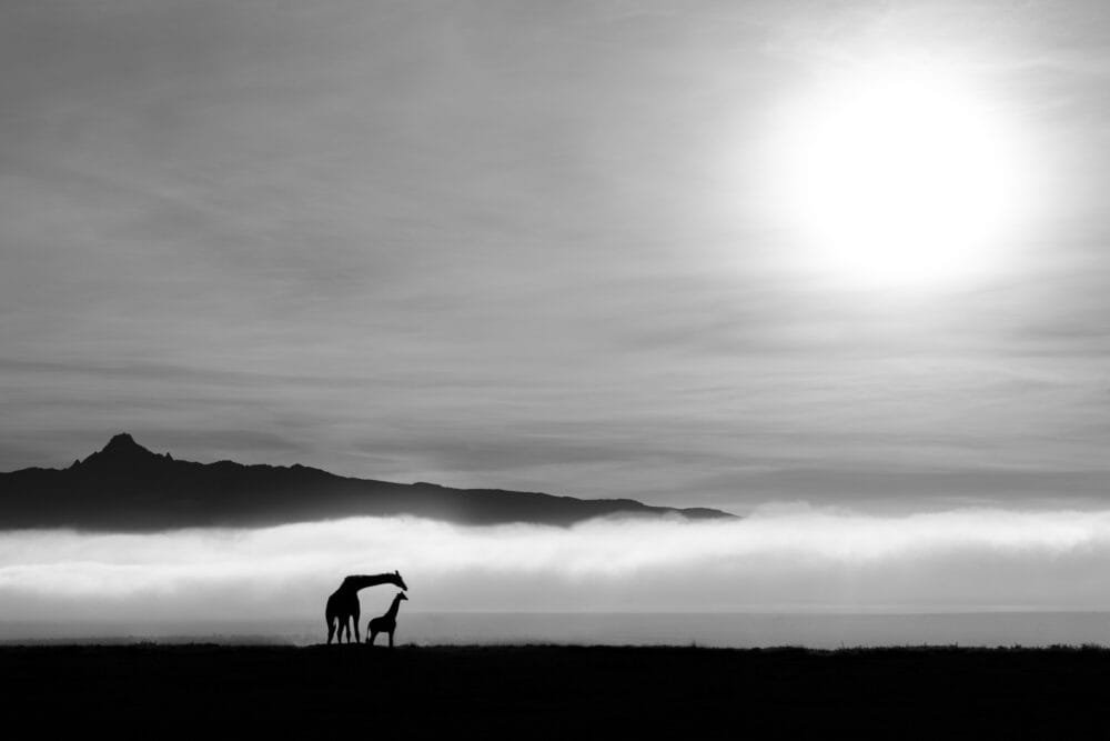 Giraffe Silhouettes at Sunrise