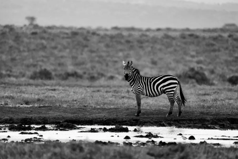 Stillness in Stripes