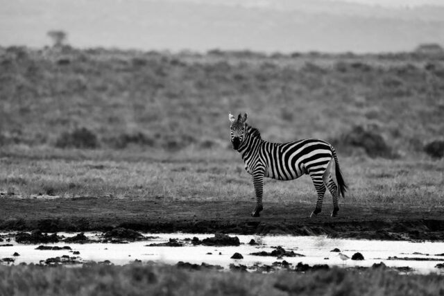 Stillness in Stripes