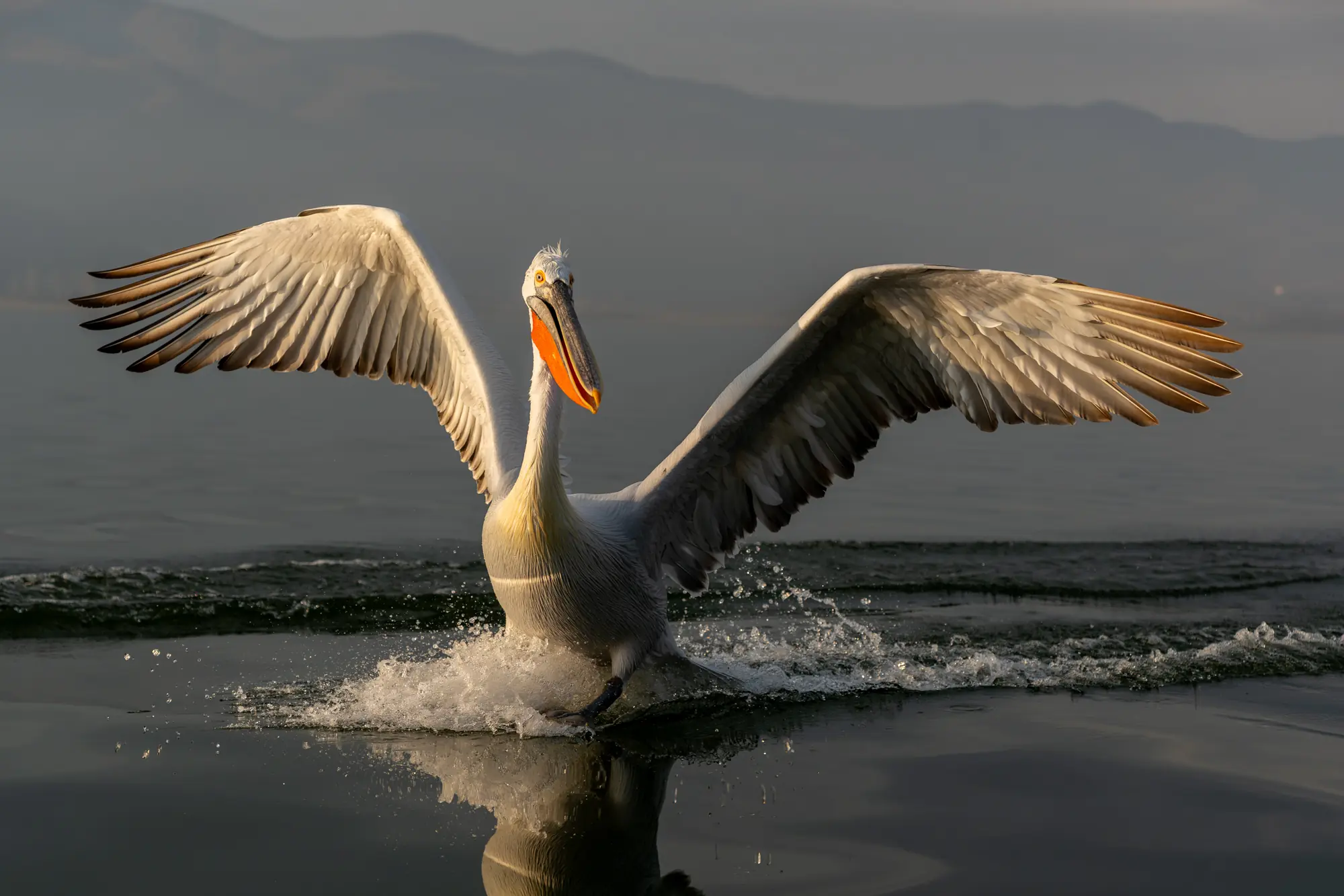 kerkini-dalmatian-pelican-2025-workshops-2026