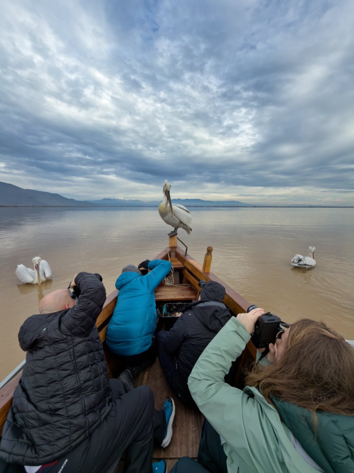 Photographers capturing Dalmatian pelicans from a boat at Lake Kerkini