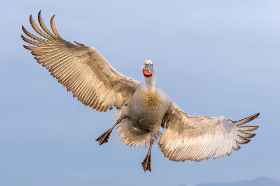 Dalmatian Pelicans photographed at sunrise on Lake Kerkini during The Kingdom of the Pelicans wildlife photography workshop.